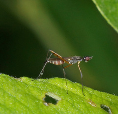 Micropeza corrigiolata