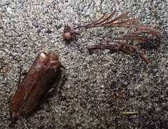 Enneaphyllus aeneipennis