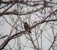 Hypsipetes amaurotis