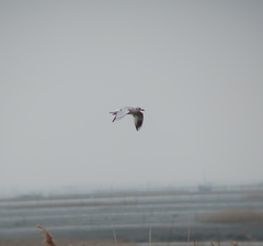 Saundersilarus saundersi