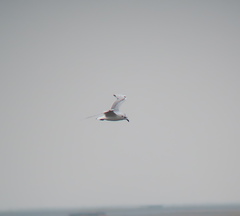 Saundersilarus saundersi