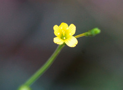 Linum lasiocarpum