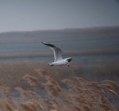 Saundersilarus saundersi