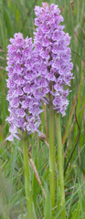 Dactylorhiza × grandis
