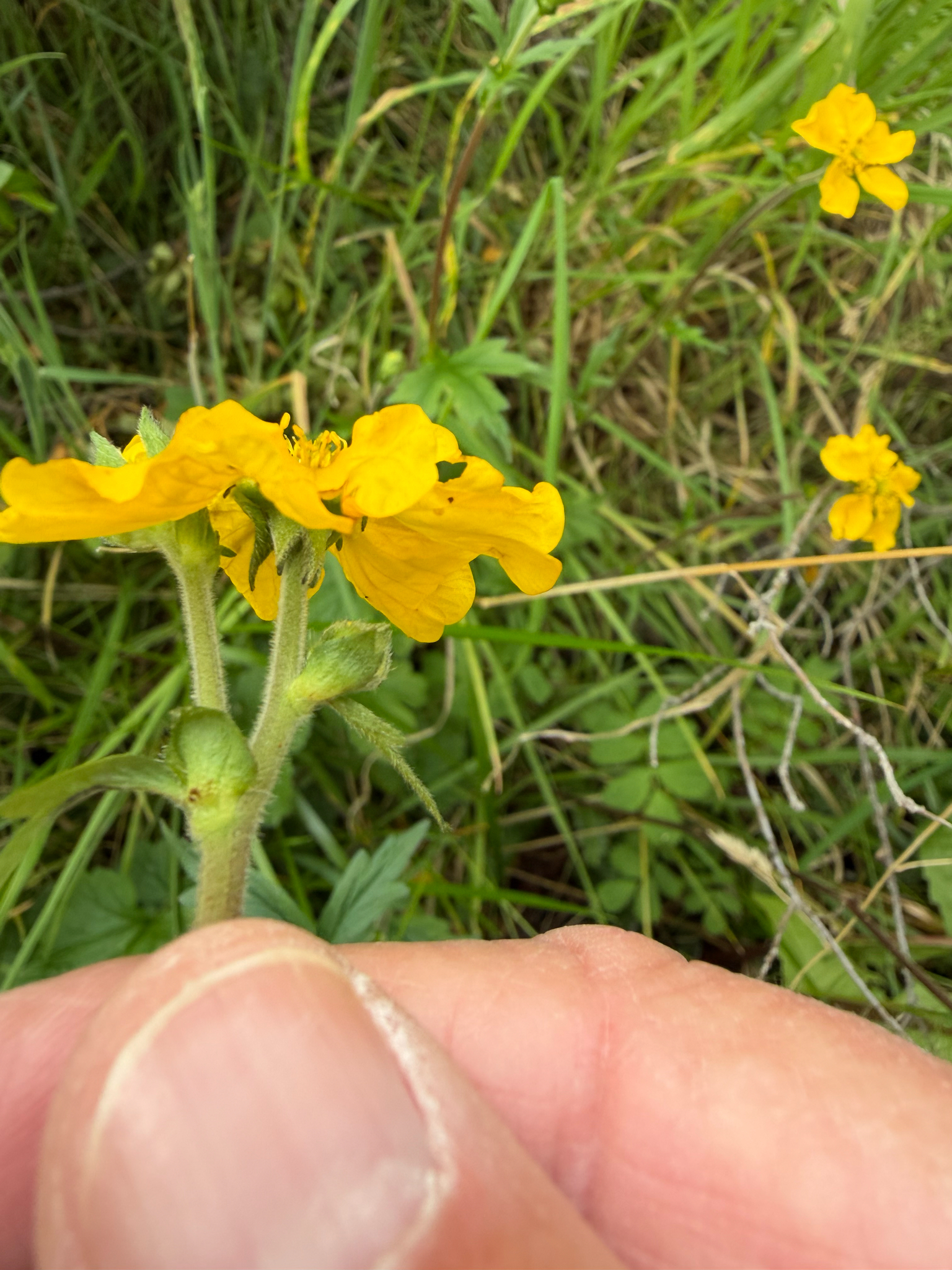Imagem de Geum magellanicum