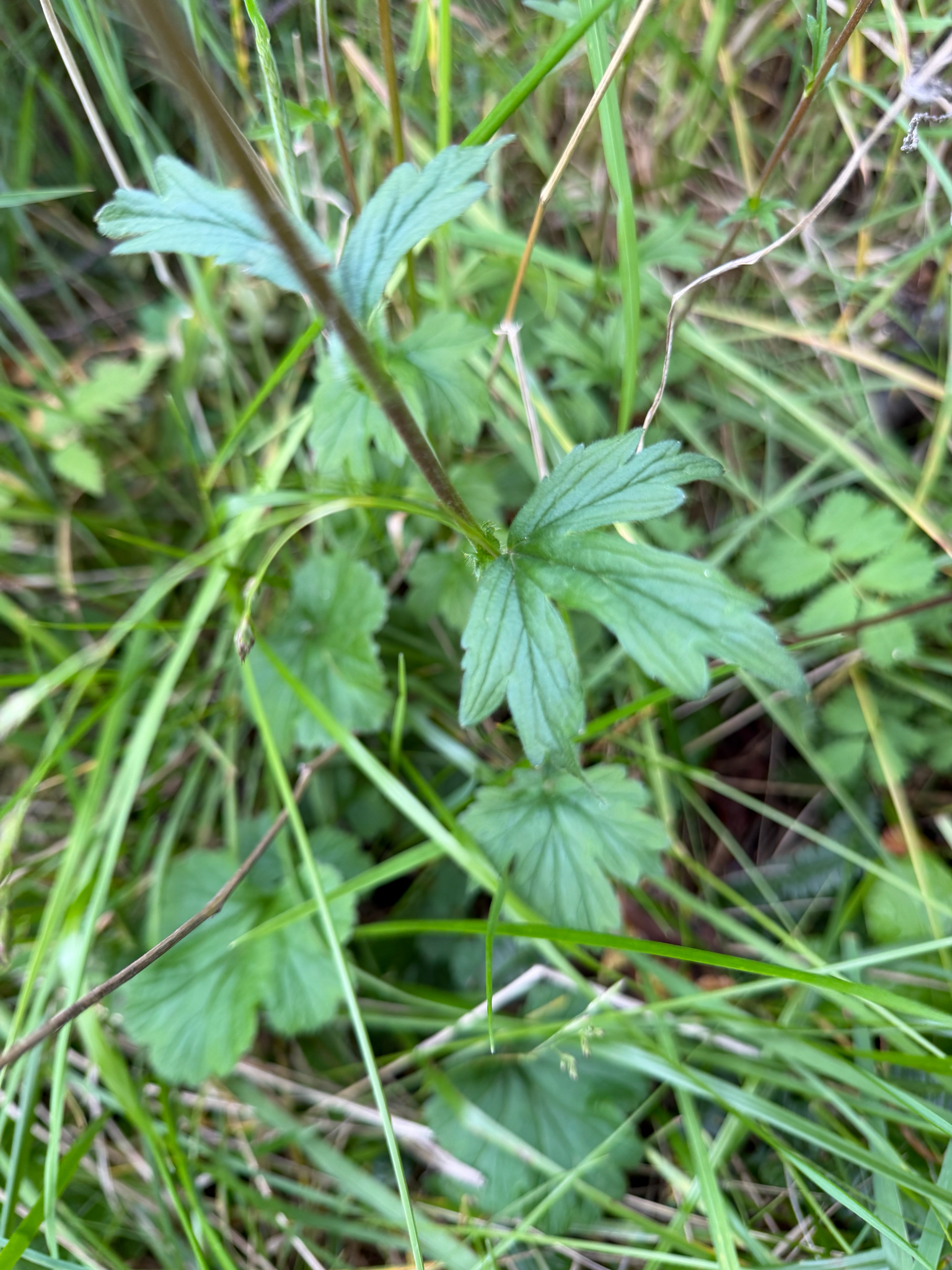 Imagem de Geum magellanicum