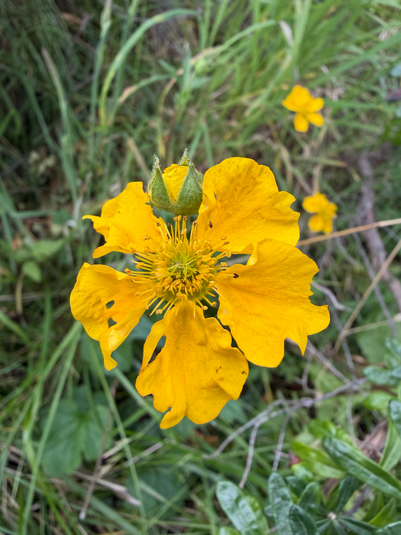 Imagem de Geum magellanicum
