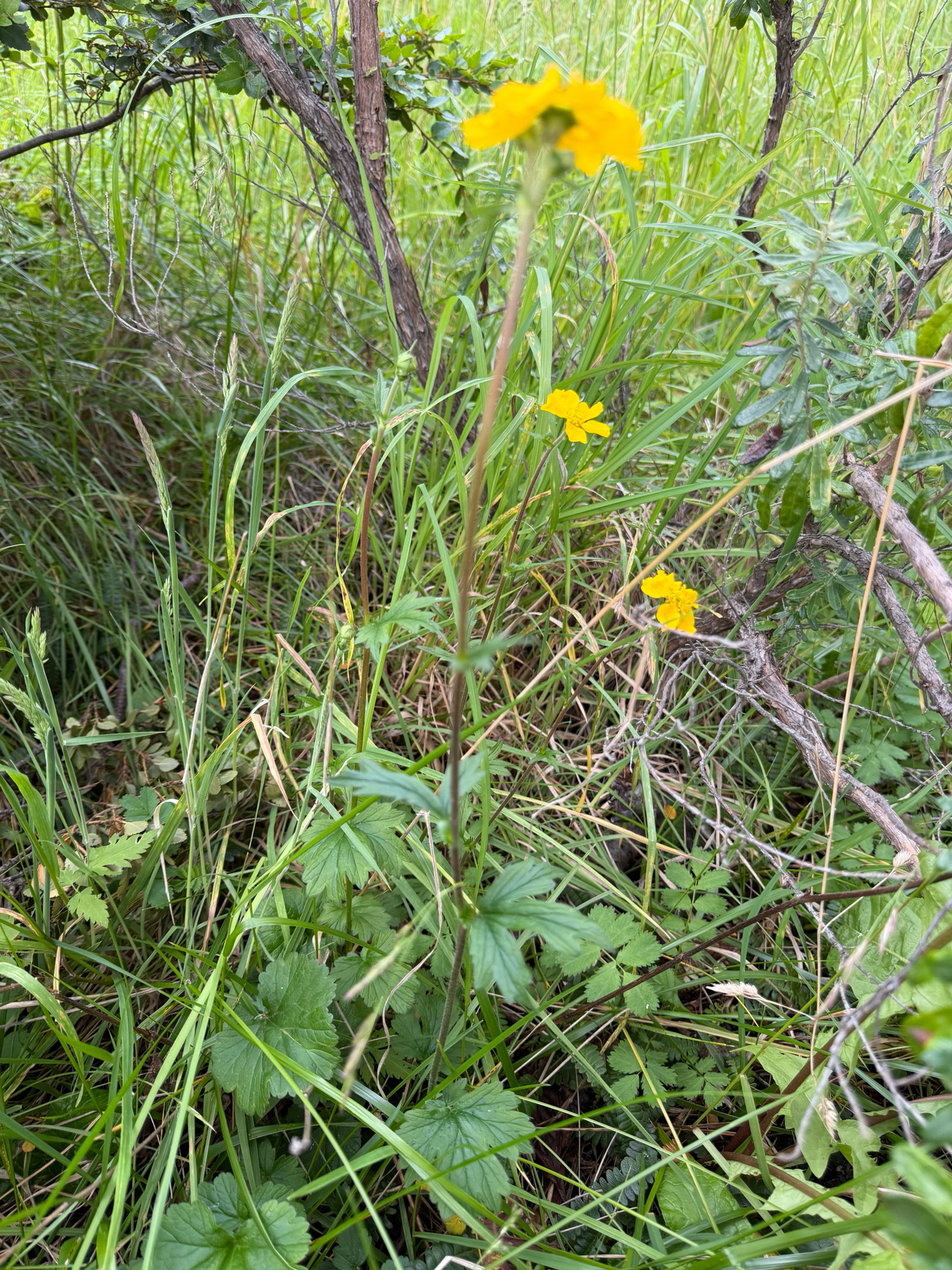 Imagem de Geum magellanicum