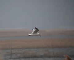 Saundersilarus saundersi