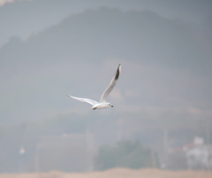 Saundersilarus saundersi