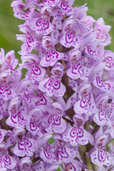 Dactylorhiza × grandis