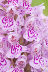 Dactylorhiza × grandis