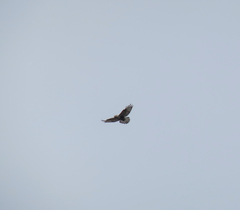 Buteo lagopus