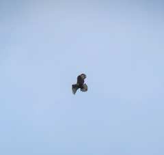 Buteo lagopus