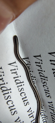 Black Blind Snake, Epictia goudotii