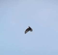 Buteo lagopus