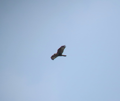 Buteo lagopus
