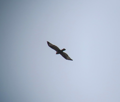 Buteo lagopus