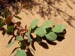 Hakea prostrata