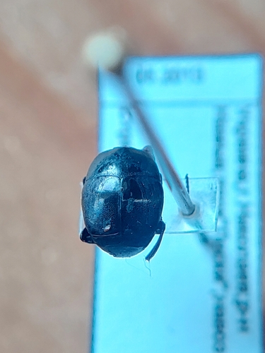 Saprinus furvus