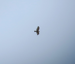 Buteo lagopus