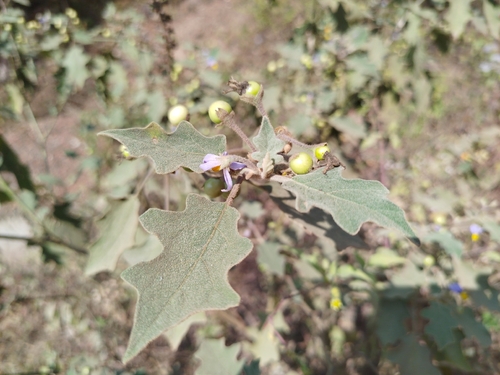 Indian Nightshade (Solanum violaceum)