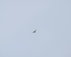 Buteo lagopus