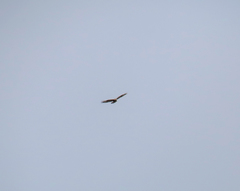 Buteo lagopus