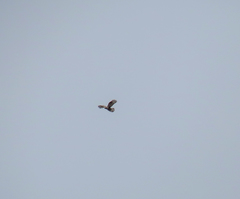 Buteo lagopus