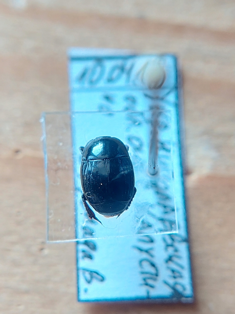 Margarinotus obscurus