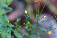 Linum lasiocarpum