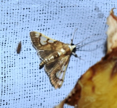 Ulopeza idyalis