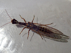 Dichrostigma flavipes