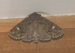 Ichneutica plena