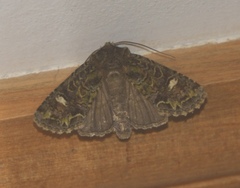 Ichneutica plena