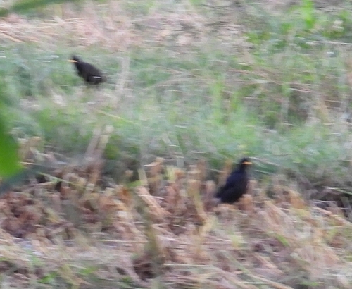Great Myna