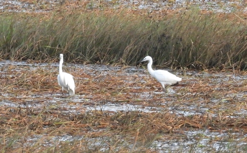 Little Egret