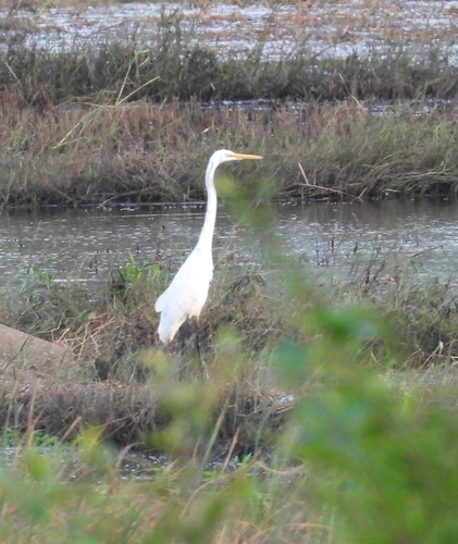 Eastern Great Egret