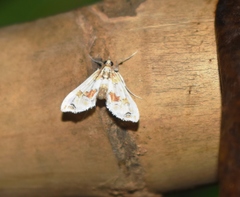 Leucinodes orbonalis