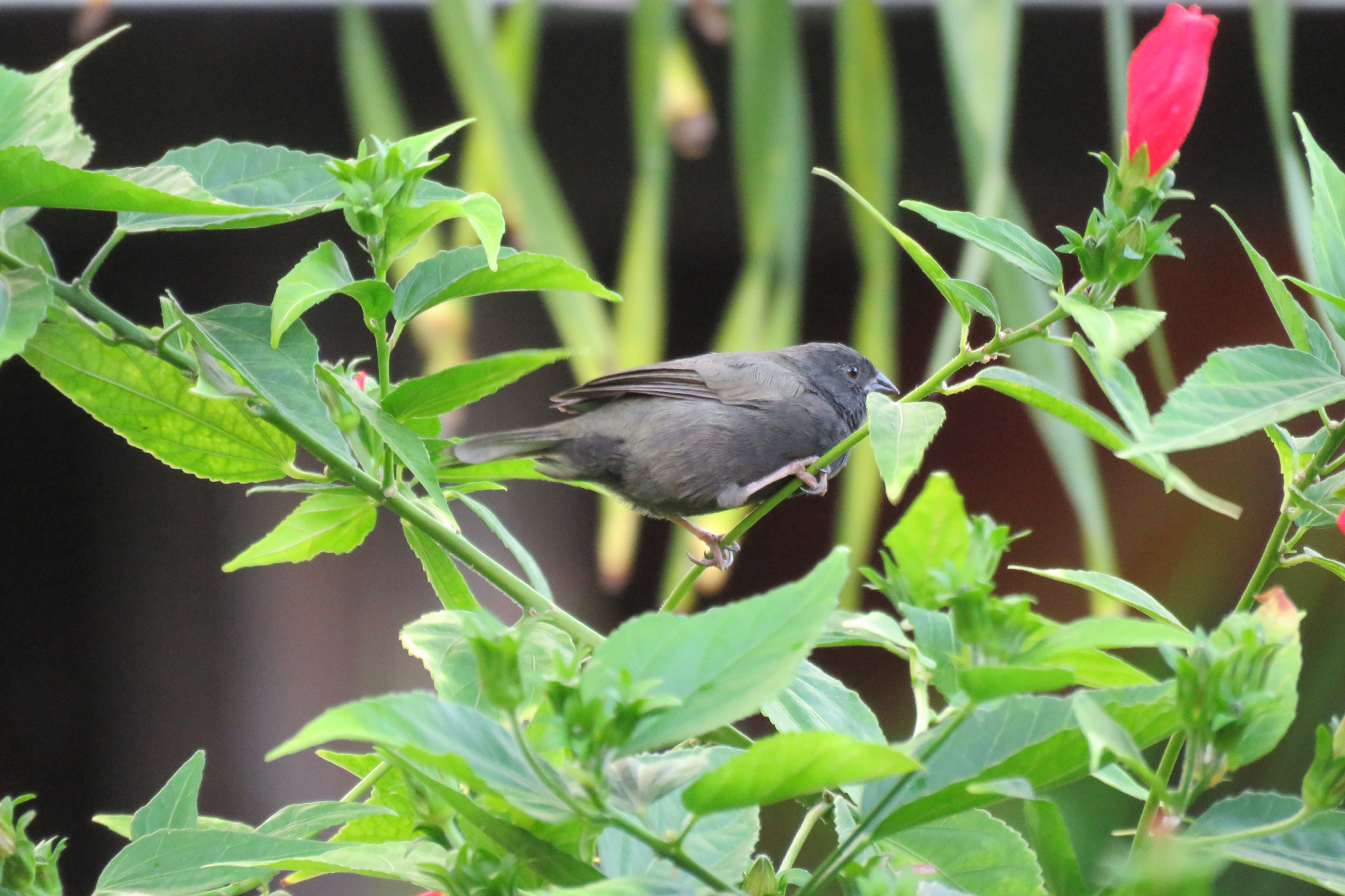Black-faced Grassquit (Melanospiza bicolor), photo 3
