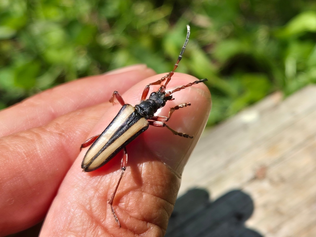 Stenocorus vittidorsum