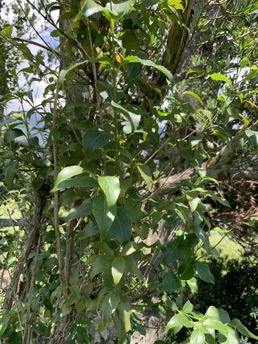 Foto de Halleria lucida