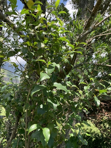 Foto de Halleria lucida