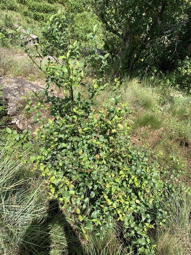 Foto de Halleria lucida