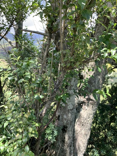 Foto de Halleria lucida