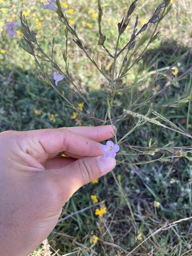 Agalinis communis