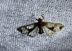 Leucinodes orbonalis