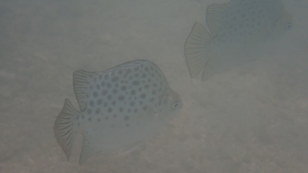 Butter Fish (Scatophagus argus)