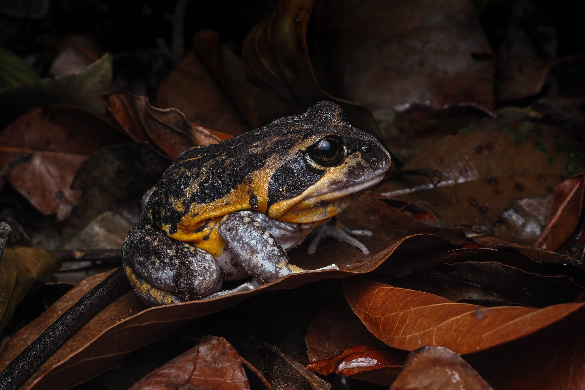 Northern Banjo Frog photo 5