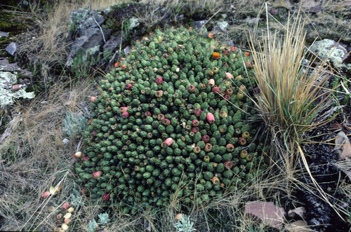 Cumulopuntia boliviana ssp. dactylifera
